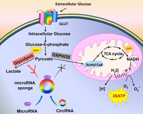 Figure 1 Tumor cells choose glycolysis over oxidative phosphorylation. The model shows that the extracellular glucose is transported to the cells by GLUT to become intracellular glucose, which is converted to glucose-6-phosphate under the action of enzymes and then convert to pyruvate, producing 2 ATP in this process. On the right, in the normally oxygenated condition, pyruvate is converted to acetyl-CoA by oxidative phosphorylation. Acetyl-CoA enters the TCA cycle to produce 2 ATP and then re-produces 26 ATP via the electron transport chain. On the left, in tumor cells, some circRNAs are abnormally expressed, and they target microRNAs as molecular sponges. Thus, oxidative phosphorylation cannot be carried out normally. Instead, glycolysis is promoted to produce lactate.