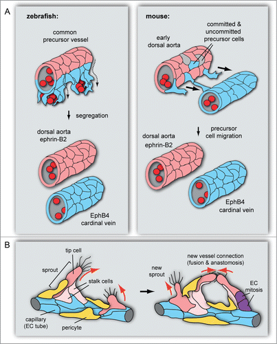 Figure 1. Roles of EphB4 and ephrin-B2 in vascular morphogenesis. (A) Dorsal aorta and cardinal vein formation in zebrafish and mouse embryos. In the zebrafish embryo (left), the DA (red, ephrin-B2+) and CV (blue, EphB4+) segregate from a common precursor vessel by ventral migration of venous-fated cells, which requires ephrin-B2a and EphB4a. In early mouse development, CVs form by sprouting of venous-fated (EphB4+) endothelial cells from an early dorsal aorta, which contains precursors with venous or no detectable arteriovenous commitment in addition to ephrin-B2+ arterial cells. (B) In angiogenic sprouting, invasive tip cells, which are motile, lead sprouts and emit filopodia, are followed by more proliferative stalk cells. Ephrin-B2 (red) expression in tip cells and other angiogenic ECs partially overlaps with EphB4 in stalk cells at the sprout base and capillaries (blue). Pericytes (yellow) stabilize the sprout. Following the extension of sprouts, tip cells establish contact with other sprouts or existing vessels. This leads to the formation of a new vessel branch, which subsequently gets lumenized and stabilized by mural cells.