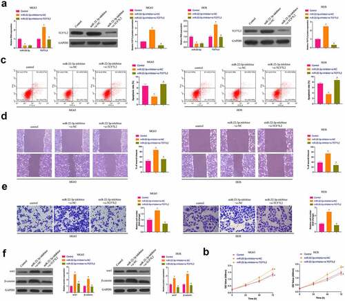 Figure 5. The accelerating effect of knockdown miR-22-3p on OS is reversed via simultaneously repressive TCF7L2. A. RT-qPCR and Western blot were applied to detect miR-22-3p and TCF7L2 in MG63 and HOS cells after transfection with miR-22-3p-inhibitor and si-TCF7L2; B. CCK-8 to detect MG63 and HOS cell proliferation after transfection with miR-22-3p inhibitor and si-TCF7L2; C. Flow cytometry to detect the apoptosis rate of MG63 and HOS cells transfected with miR-22-3p inhibitor and si-TCF7L2; D. Cell scratch for detection of MG63 and HOS cell migration after transfection with miR-22-3p inhibitor and si-TCF7L2; E. Transwell for detection of MG63 and HOS cell invasion after transfection of miR-22-3p inhibitor and si-TCF7L2; F. Western blot for detection of Wnt and β-catenin expression in MG63 and HOS cells transfected with miR-22-3p inhibitor and si-TCF7L2. The values were shown as mean ± SD (n = 3). The significance of each group was calculated using one-way ANOVA, and the variance correction via Tukey’s test. Vs. the Control group, * P < 0.05; Vs. the miR-22-3p-inhibitor + si-NC group, ^ P < 0.05.