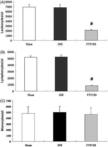 Figure 2. Effects of FTY720 on the number of peripheral white blood cells, lymphocytes and monocytes. The whole white blood cell count (A), blood lymphocyte count (B) and blood monocyte count (C) 12 weeks after the 5/6 nephrectomy. FTY720 significantly reduced the number of peripheral whole white blood cells and lymphocyte, but FTY720 did not reduce the number of peripheral monocytes. #p < 0.01 versus SNX.