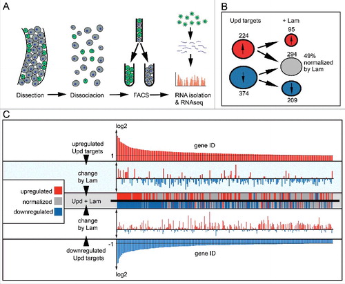 Figure 7. Lam overexpression normalizes expression of Jak/Stat target genes. (A) Experimental scheme for ISC/EB specific transcriptome analysis. Successful Lam overexpression in ISC/EBs was confirmed by significantly increased nuclear Lam immunofluorescence (Fig S8A). (B) Number of upd induced up- (red) and downregulated (blue) transcripts with (+Lam) or without Lam overexpression in ISC/EBs. (C) Change of upd target transcripts by Lam overexpression. Upper and lower panel show upregulated (red) and downregulated (blue) upd target genes sorted by changes in expression level. Middle panels show changes of each target gene upon Lam overexpression. Red indicates upregulation (higher than twofold), blue downregulation (lower then twofold) and gray return to normal expression (normalization).