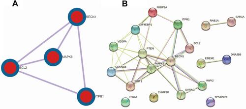 Figure 9 PPI network of 19 autophagy-related differentially expressed genes. (A) The PPI mcode components was acquired by metascape. MCODE algorithm was then applied to this network to identify neighborhoods, BCL2, BECN1, MAPK8, ITPR1, where proteins are densely connected. (B) The PPI network of 19 autophagy-related differentially expressed genes was obtained by STRING.