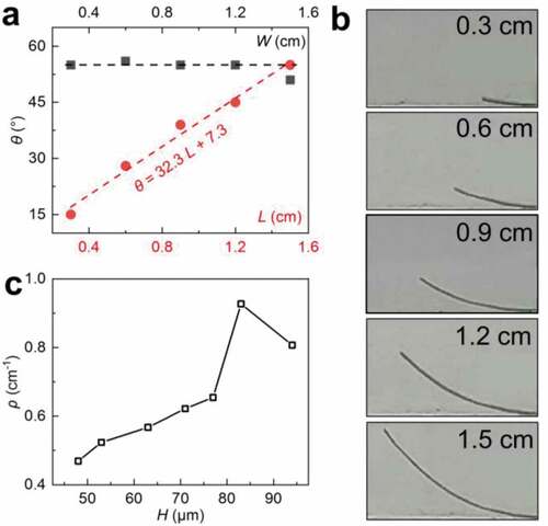 Figure 5. Effect of membrane size on the deflection angle (θ) and curvature (ρ). (a) The θ versus width (black) at a given length of 1.5 cm; the red data show results of θ versus the length, at a given width of 0.3 cm. (b) Profiles of bent membranes with different lengths, under a given ΔRH = 44%. (c) The relation between curvature (ρ) and the thickness (H) of the membranes. The length and width of the membrane are 1.6 and 0.8 cm, respectively. The relative humidity difference between two opposite surfaces of the membrane is around 50%