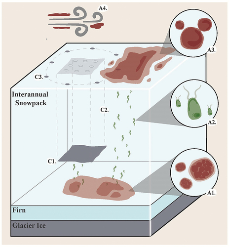 Figure 1. Red snow alga dispersal in a glacial environment and Exit Glacier experimental design. A1: Red snow algae overwinter on the previous summer surface as dormant cysts. A2: Cysts germinate into green flagellated cells in response to spring meltwater. Motile cells follow gradients in liquid water and visible light through the interannual snowpack to the snow surface. A3: At the snow surface cells transform into non-motile cysts and develop their signature red pigment. Red cysts clonally divide throughout the summer forming dense snow algal blooms. A4: Passive dispersal by wind, water, or birds. C1: Physical barriers to resurfacing were installed on the previous summer surface directly atop patches of visible snow algae treated with a 10 percent bleach solution. C2: The barrier and bleach prevent the upward migration of motile cells. C3: Samples at each experimental block were collected on the summer 2023 snow surface as n = 9 treatment samples located above barrier (open circles) and n = 8 proximal control samples (closed circles) located at the perimeter of a 5 m diameter circle centered at the barrier center.