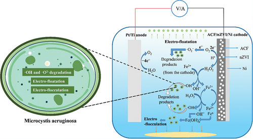 Figure 13. Algae removal mechanism of Pt/Ti-ACF/nZVI/Ni electrochemical system.