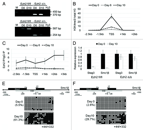 Figure 6. Downregulation of Stag3 and Smc1β gene expression during embryoid body (EB) differentiation of wild-type and Ezh2-deficient pluripotent stem cells. (A) Confirmation of Ezh2fl/fl and Ezh2∆/∆ genotype using PCR and RT-PCR, upper and lower panel, respectively. The amplicons for the flox and the Δ allele are 450 bp and 370 bp (for genomic PCR) and 587 bp and 254 bp (for cDNA PCR), respectively. (B) ChIP-qPCR analysis for H3K4me3 enrichment of the Stag3 promoter in Ezh2 fl/fl iPSCs at 3 differentiation time points (Day 0, Day 6, and Day 10). Enrichment is shown normalized to the total H3 content at each specific primer pair position. (C) ChIP-qPCR analysis for Ezh2 occupancy at the Stag3 promoter in Ezh2 fl/fl iPSCs at 3 differentiation time points (Day 0, Day 6, and Day 10). Enrichment is shown normalized to the background from a ChIP with mouse IgG. (D) qPCR analysis of Stag3 and Smc1β RNA expression during EB differentiation of Ezh2fl/fl iPSCs and Ezh2∆/∆ iPSCs at Day 0 and Day 10. The expression of each gene at Day 0 was set to a value of one. (E and F) CGI methylation of the downstream region of the Smc1β promoter measured using bisulfite sequencing from the sample of Day 0 and Day 10 following EB differentiation of Ezh2fl/fl iPSCs (E) and Ezh2∆/∆ iPSCs (F).