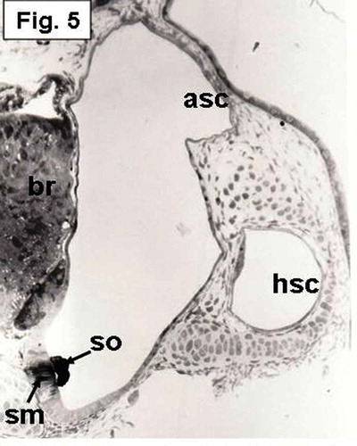 Figure 5. Hypophthalmichthys molitrix, 3 days after hatching. Light microscopy micrograph of a transverse section across the developing inner ear, showing the beginning of differentiation of the saccular macular epithelium (sm) that positioned in a vertical position and restricted to the medial wall. The saccular macula (sm) overlain by an elongated saccular otolith (so) which covers the middle part of the macula. br, brain; asc, anterior semicircular canal; hsc, horizontal semicircular canal. 200×.