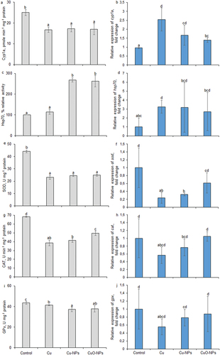 Figure 1. Effects of Cu, Cu-NPs or CuO (concentration 1 µg L−1) on enzymatic activity and transcribed level of cyp1a (a, b), hsp70 (c, d), sod (e, f), cat (g, h) and gpx (i, j). Relative expression was normalized by bactin and ef1a as reference transcripts. Vertical bars indicate ± SD. Duncan’s multiple range test was used to test for significance of differences (p ≤ 0.05) in enzymatic activity. Statistical analyses of gene expression were performed using a post hoc Tukey’s (HSD) test with a confidence interval of 0.05 and a confidence level of 95%. Differences between the mean values were considered to be significant at p < 0.01 or p < 0.05. Mean values with different letters (a–d) are significantly different (p < 0.05).