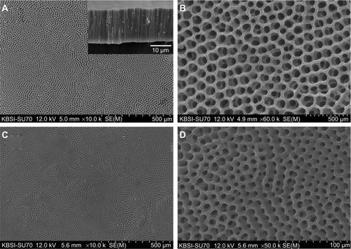 Figure 4 Field emission scanning electron microscopic images of TiO2 nanotube arrays on the implant surface.Notes: (A) Low magnification (10,000×) of TiO2 nanotube arrays, (B) high magnification (60,000×) of TiO2 nanotube arrays, (C) low magnification (10,000×) of rhBMP-2-loaded TiO2 nanotube arrays, and (D) high magnification (50,000×) of rhBMP-2-loaded TiO2 nanotube arrays. Note the open pore size was decreased by loading rhBMP-2 on nanotubes.Abbreviations: TiO2, titanium dioxide; rhBMP-2, recombinant human bone morphogenetic protein-2.