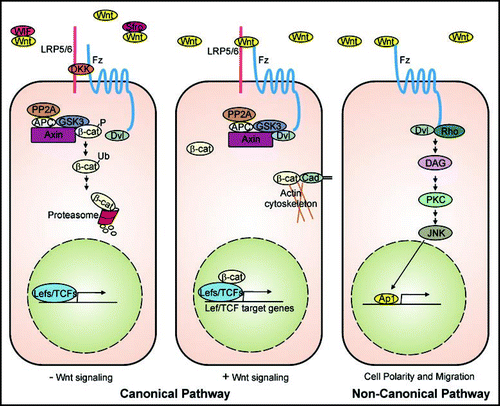 Figure 1 Schematic diagrams depicting the Wnt signaling pathways. The canonical Wnt signaling pathway (left 2) and planar cell polarity pathway (right) are shown. Wnts, represented by yellow circles represent a large family of signaling molecules. In general, Wnts 1, 3a, 8 and 8b induce the canonical Wnt signaling pathway while Wnts 5a and 11 favor the non-canonical pathway; however, significant cross talk between these pathways has been observed. There are a number of other Wnt signaling pathways that have not been described here as their role in skin appendages is yet to be established. More detailed views are presented elsewhere.Citation87,Citation88