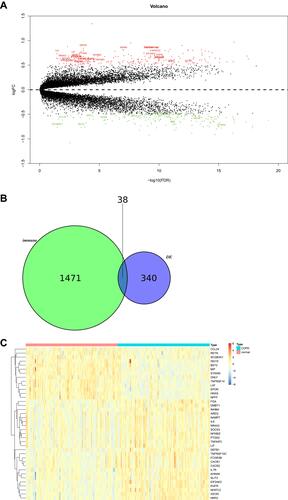 Figure 2 Identification of differentially expressed immune-related genes. (A) Volcano map of differentially expressed genes. (B) Venn diagram of differentially expressed genes and immune-related genes. (C) Heat map of differentially expressed immune-related genes.