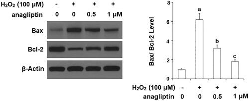 Figure 10. The effects of anagliptin on Bax/Bcl-2 expression. N2a/Swe.D9 cells were stimulated with H2O2 (100 μM) with or without anagliptin (0.5, 1 μM) for 24 h. (A) Representative bands of Bax/Bcl-2; (B) Quantification of Bax/Bcl-2 (a, b, c, p < .01 vs. previous column group).