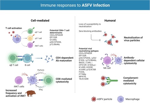 Figure 1. Immune responses to ASFV infection. Both humoral and cellular immune responses appear to be important for protection against ASFV infection. T cells have been shown to play a particularly important role in survival with key roles identified for natural killer (NK) and CD8+ T cells. CD4+ T helper cells seem to support B cell responses and essential antibody (Ab) maturation, particularly in infection with highly virulent isolates. Studies on nonconventional T cells, such as effector γδ T cells and invariant Natural Killer T (iNKT) cells, indicate these cell subsets also take part in the antiviral response against ASFV. In wild boar, the significant bias towards γδ T cells has been suggested as an explanation for the higher disease severity and lethality in this species. Several studies have also revealed the relevance of antibodies in the protection against ASF. Antibody-mediated neutralization has some uncommon characteristics in ASFV infection, namely loss of susceptibility to neutralization by cell culture passage because of changes in the phospholipid composition of viral membranes and/or the presence of sera blocking antibodies that inhibit complete neutralization. A number of ASFV proteins have been implicated in the induction of neutralizing antibodies during infection, most notably the ASFV hemagglutinin CD2v/EP402R. Other antibody driven protective mechanisms include antibody-dependent cell-mediated cytotoxicity (ADCC) and complement-mediated cytotoxicity (CDC). Created with BioRender.com (accessed on 01 July 2022).