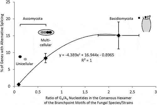 Figure 5. Relationship of the percentages of genes with at least one alternative splicing event to the G4/A4 ratios of different fungal species/phyla. Here the unicellular species of Ascomycota is S. pombe. The other (multicellular) Ascomycota species are: A. oryzae, A. flavus, F. graminearum, T. melanosporum, P. brasiliensis Pb01, C. immitis, P. brasiliensis Pb18, P. brasiliensis Pb03, A. niger, N. crassa, A. nidulans, P. anserina, P. nodorum (n = 13 species/strains). The three Basidiomycota species are: C. neoformans, S. commune, C. cinerea (n = 3). The abundance of alternative splicing in each species can be found in the references in the text. The points with error bars represent the mean (± SEM) values of each axis. The equation of the dotted trendline with the Pearson correlation coefficient is based on the mean values of the points.