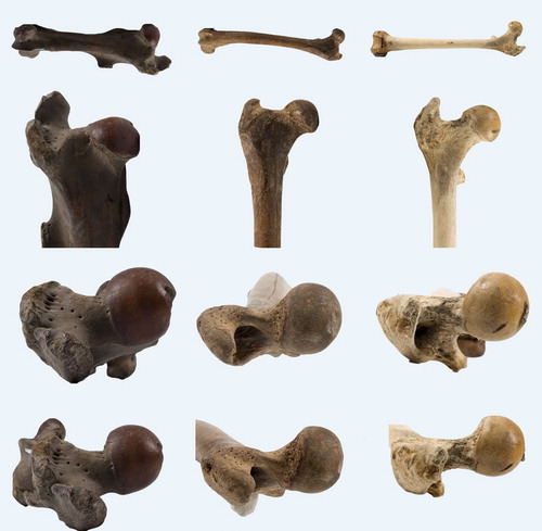 Figure 14. Variation in coxa recta hip morphology in (left to right): an ungulate, the horse (Equus caballus); a carnivore, the wolf (Canis lupus); and a ground-dwelling monkey, the mandrill (Mandrillus sphinx). Top two rows show AP view of femur. Below, the third row shows the anteversion of the femoral neck (as seen in the long axis of the femur, anterior is up). Femoral head of Equus has (normal) large groove posteriorly at teres ligament insertion site. Bottom row shows (axial) view perpendicular to the femoral neck with reduced offset and straight section of posterior head-neck junction compared to anterior, where heads are round and offset much higher.