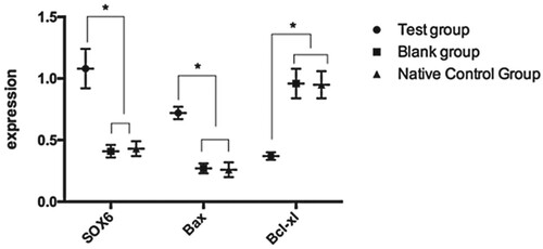 Figure 4. Expression of SOX6 and cardiomyocyte apoptosis-related proteins after transfection. The expression levels of SOX6 and BAX in the BG and NCG were lower than those in the TG (P < 0.05). The expression level of Bcl-xL was higher than that in the TG (P < 0.05). * P < 0.05.