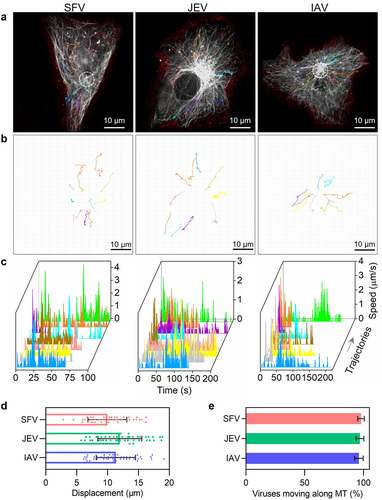 Figure 4. Quantitatively analyzing the efficiency of virus transport toward the cell interior. (a and b) trajectories of QD705-labeled viruses (red) moving in cells with GFP-labeled microtubules (gray). The white circles in a indicate the MTOC of the cells. (c) The speed vs time plots of the trajectories. (d) Displacements of viruses moving along microtubules toward the MTOC (n = 50). (e) The proportions of viruses moving along microtubules toward the MTOC.