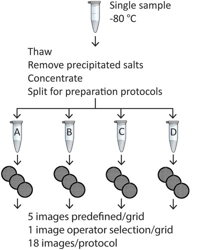 Figure 1. Experimental setup. A single urinary EV sample was thawed and centrifuged to remove precipitated salts. The supernatant was concentrated by a double ultracentrifugation step. Next, the pellet was divided over four Eppendorf tubes to perform the TEM preparation protocols (A–D). From each protocol three grids were imaged at one operator-selected location and at five predefined locations per grid. This resulted in a total of 18 images per protocol.