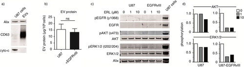 Fig. 3.  EVs were isolated from U87 cells. To further characterize EVs, relative abundance of exosome markers Alix, CD63 and the apoptotic marker cytochrome-C was analyzed by western blot. (a) EV protein yield from cells with or without EGFRvIII was determined by Micro BCA protein assay. Results were normalized to cell counts as measured by hemacytometer. (b) U87 cells with or without EGFRvIII were treated with erlotinib and EVs were isolated. Phosphorylation of EGFR and downstream mediators AKT and ERK1/2 in EVs was determined by western blot. U87 cells overexpressing EGFRvIII were used as positive control for immunostaining. (c) Intensity of phosphostainings was quantified by Image J. Relative phosphorylation during treatment with erlotinib is shown. (d) To assess statistical significance, the 2-tailed unpaired Student's t-test was applied. ns=non-significant.