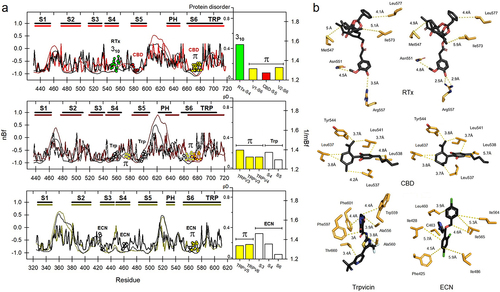 Figure 2. a) Normalized B-factors (nBf, thick lines) and protein disorder (pD, thin lines) for TRPV1–6 channels. Ligand binding sites and non-canonical substructures are indicated by circles (310, green; π, yellow). Numbering is based on TRPV1, TRPV3 and TRPV5, respectively. The specific sequences of each segment can be consulted in Suppl. Fig. 1. Vertical bars show relative flexibilities calculated as the mean B-factor (1/mBf). B) Relevant interactions of RTx with TRPV1 (left: at 4°C, in a closed state, PDB code 7rqu; right: at 25°C, in an intermediate-open state, 7rqx); CBD-bound TRPV2 (states 1 and 2, PDB codes 6u8a and 6u88); human TRPV3 in complex with Trpvicin (7xj0) and TRPV5 from rabbit in complex with ECN (6b5v).