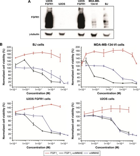 Figure 4 Viability of cells expressing FGFR treated with FGF1V–vcMMAE.