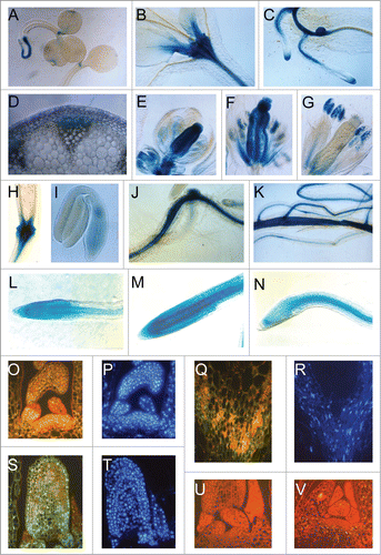 Figure 1. Expression and localization of AtDBP1. (A) 8 DAG seedlings, (B) 15 DAG shoot apice, (C) hypocotyl-root transition zone showing lateral roots, (D) cross section of inflorescence axis, (E) flower bud, (F) early stage of open flower, (G) late stage of open flower, (H) silique base, (I) mature embryo, (J and K) 6-day post-infection root—(J) infection with Meloidogyne incognita, (K) Heterodera schachtii, (L–N) 2 week-old roots incubated for 16-20 hours with cell-cycle blockers—(L) control, (M) 100 μg/ml hydroxyurea, (N) 15 μM oryzalin, (O, P, U, and V) SAM sections—(O) anti-AtDBP1, (P) DAPI staining, (U) pre-immune serum, (V) anti-AtDBP1 of previously blocked tissue with bacteria-expressed AtDBP1, (Q and R) vascular bundle—(Q) anti-AtDBP1, (R) DAPI staining, (S and T) leaf primordial—(S) anti-AtDBP1, (T) DAPI staining.