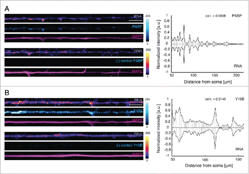 Figure 2. PABP and Y10B colocalize with newly synthesized RNA. (A, B) Left panels: Representative dendrites showing the colocalization of the fluorescent signals from PABP or Y10B and nascent RNA. Only a defined length (104 μm) of the original straightened dendrite is shown. Antibody leave-out control (no anti-PABP) does not show any signal. Scale bars: 10 μm. LUT for PABP, Cyan Hot; LUT for RNA, Fire (pixel intensities 0–255). The dendritic marker MAP2, magenta. Right panels: Graph of the correlation of the signal from RNA granules and PABP or Y10B along the original length of the representative dendrites shown. corr., correlation coefficient.