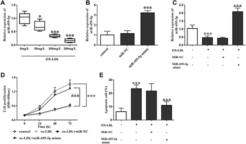 Figure 3 MiR-455-5p overexpression can protect against ox-LDL-induced cell apoptosis. (A) Levels of miR-455-5p decreased gradually with increased ox-LDL concentration. (B) After miR-455-5p mimic transfection, the levels of miR-455-5p were increased. (C) In ox-LDL treated HAECs, miR-455-5p mimic transfection also increased the levels of miR-455-5p. (D) Ox-LDL led to the inhibition of HAECs viability, which was reversed by miR-455-5p overexpression. (E) miR-455-5p overexpression inhibited ox-LDL-induced cell apoptosis. *Means P< 0.05, ***Means P < 0.001 when compared with the HC group; &&&Means P < 0.001 when compared with the ox-LDL group.