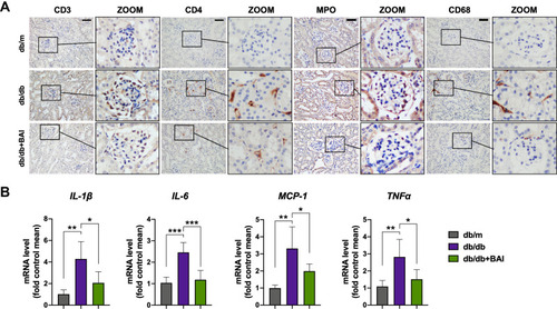 Figure 5 Baicalin administration alleviates inflammatory response in DN. (A) Representative immunohistochemistry staining for CD3 (T-lymphocytes), CD4 (T helper cells), MPO (neutrophils) and CD68 (macrophages). Scale bar, 50 μm. (n=6) (B) The mRNA levels of IL-1β, IL-6, MCP-1 and TNFα of different groups. (n=6) All data are presented as means ± SD. *p <0.05, **p < 0.01, ***p < 0.001.