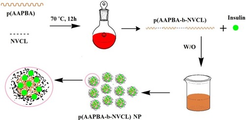 Scheme 1 Schematic representation of temperature- and glucose-sensitive poly (3-acrylamidophenylboronic acid-block-N-vinylcaprolactam) p(AAPBA-b-NVCL) nanoparticles.