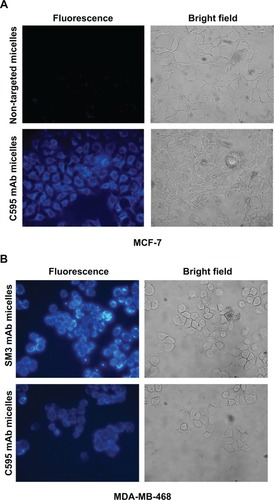 Figure 8 Targeting of anti-MUC1 bioconjugated micelles to breast cancer cell lines.Notes: (A) Specific binding of C595 anti-MUC1 1-methylpyrene–loaded micelles to MCF-7 breast cancer cells. After washing three times, high 1-methylpyrene fluorescence signal was found in cells incubated with polymeric micelles conjugated with C595 monoclonal antibody, while a low level of background fluorescence was visible in MCF-7 cells incubated with nontargeting micelles. (B) Targeting of C595 and SM3 anti-MUC1 1-methylpyrene–loaded micelles to MDA-MB-468 breast cancer cells.