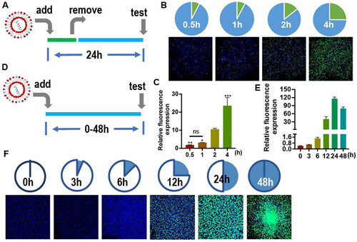 Figure 6. (A) Illustration of EGFP (green) expression with different liposome uptake times (0.5, 1, 2, or 4 h). (B) EGFP (green) expression in murine Neuro-2a cells treated with different uptake times. (C) Relative fluorescence expression (fluorescence intensity/hole area) of the cells in each group. (D) Illustration of EGFP (green) expression after different transfection times (0, 3, 6, 12, 24, or 48 h). (E) Relative fluorescence expression (fluorescence intensity/hole area) of the cells in each group. (F) EGFP (green) expression in Neuro-2a cells over time.