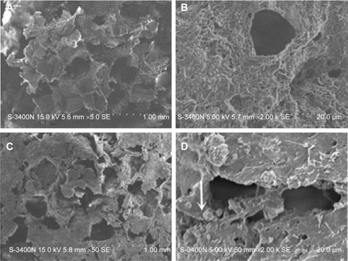 Figure 2 SEM images of l-MBPC (A and B) and l-BPC (C and D) scaffolds.Note: Arrow indicates BG particles.Abbreviations: SEM, scanning electron microscopy; l-MBPC, Li-containing mesoporous bioglass/mPEG-PLGA-b-PLL composite; l-BPC, Li-containing bioglass/mPEG-PLGA-b-PLL composite; BG, bioglass.