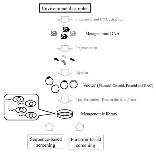 Figure 4. Construction and analysis of metagenomic libraries from environmental samples. The metagenomics involved constructing a DNA library and analyzing the functions and sequences in the library.
