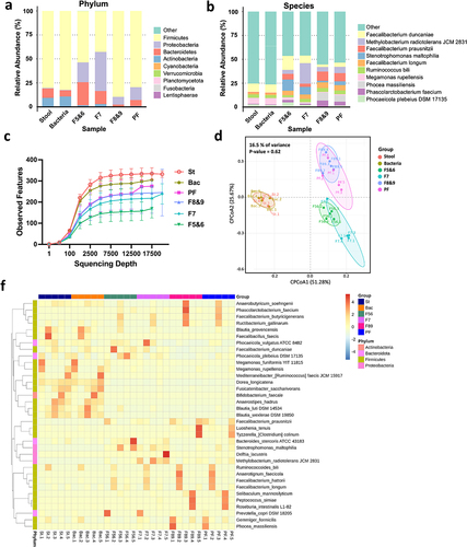 Figure 7. The microbiome in stool and various stBEV fractions from five healthy individuals was analyzed, including assessments of α-diversity and β-diversity. This comparison displays the relative abundance (% of total 16S rDNA gene sequences) of gut microbes at the phylum level (a) and species level (b) in stool, stool bacterial lysate (Bacteria), and stBEV fractions: F5&6, F7, F8&9, and pooled-fractions F5-F9 (PF). The data represents the average results from five healthy individuals, presented in a grouped format. (c) Rarefaction curves compare thetotal diversity among the six groups. Stool (St), Bacteria (Bac), and stBEV groups (PF, F8&9, F7,F5&6). (d) CPCoA plot illustrates bacterial β-diversity, the percentage indicatesthe contribution of group information to sample variations, ranging from 0% to100%. The p-value assesses whether group information influences the explanation of some sample differences (f) Heatmap shows the 35 bacterial species with thegreatest differences in relative abundance between stool, stool bacteria and stBEV groups at the species level.