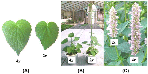 Figure 5. Morphological changes between the diploid and tetraploid anise hyssop plants.