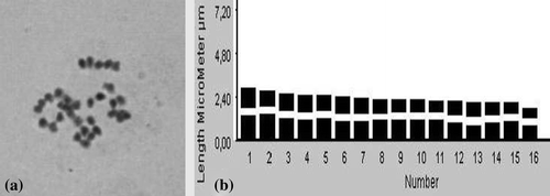 Figure 5. T. flavum subsp. hellenicum: (a), somatic metaphase (2n = 32); (b), ideogram.