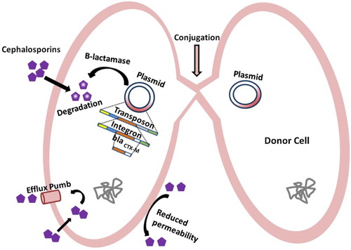 Figure 4. Overview of the mechanism of Salmonella resistance. Generations of different types of hybrid virulence plasmids associated with antibiotic resistance genes are responsible for Salmonella survival, even under unfavorable drug environments.