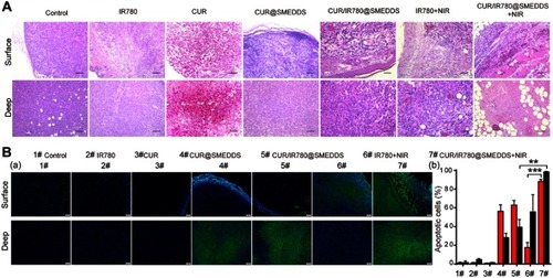 Figure 7 (A) Histological examination (scale 200 μm) and (B) TUNEL analysis of tumor tissues treated with control, IR780, CUR, CUR@SMEDDS, CUR/IR780@SMEDDS, IR780+NIR, and CUR/IR780@SMEDDS+NIR 16 days after administration. “Surface” and “Deep” labeled rows represent H&E images of superficial and deep tumor tissue regions, respectively. (a) TUNEL assay images and (b) quantitative analysis of fluorescence intensity in apoptotic cells (mean±SD, n=5).