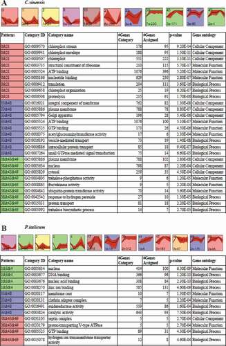 Figure 4. STEM clusters of gene expression profiles of P. italicum and C. sinensis during the colonization of P. italicum in C. sinensis. (a) Top panel: eleven representative temporal gene expression patterns were identified in C. sinensis; Colored backgrounds were used to differentiate different possible model profiles recognized by STEM, with the number of clustered genes indicated in the top left corner, the bottom left presents the p-value of number of genes assigned versus expected. Bottom panel: GO enrichment of three clusters of expression patterns genes category with top three of ontology, genes category, genes assigned and the significance (p-value<0.001) were listed. (b) Top panel: thirteen representative temporal gene expression patterns were identified in P. italicum; Colored backgrounds were used to differentiate different possible model profiles recognized by STEM, with the number of clustered genes indicated in the top left corner, the bottom left presents the p-value of number of genes assigned versus expected. Bottom panel: GO enrichment of three clusters of expression patterns genes category with top three of ontology, genes category, genes assigned and the significance (p-value<0.001) were listed.