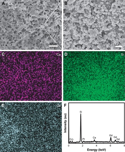 Figure 2 Morphology and chemical composition.Notes: Characterization of Gd-BG scaffolds: (A) low-resolution SEM image; (B) high-resolution SEM image; (C) Ca element distribution map; (D) Si element distribution map; (E) Gd element distribution map; and (F) energy-dispersive X-ray spectrometry pattern.Abbreviations: Gd-BG, gadolinium-doped bioglass; SEM, scanning electron microscopy.