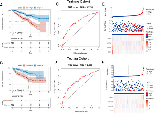 Figure 5 Validation of four-gene prognostic signature. (A and B) Survival analysis in the training and testing cohorts. (C and D) ROC curves of the prognostic signature in the training and testing cohorts. (E and F) Four‐gene signature risk score distributions, patient survival results, and expression heatmap.