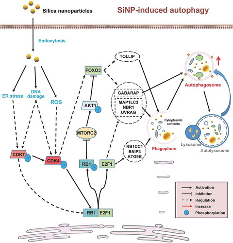 Figure 10. A computational model of SiNP-induced autophagy through the upregulation of the CDK7-CDK4 signaling axis. After SiNPs internalized by endocytosis, multiple cellular stresses, including DNA damage, ER stress, and ROS, were triggered to facilitate CDK7 or CDK4 activation synergistically. The activation of the CDK7-CDK4 cascade might potentiate SiNP-induced autophagy through phosphorylating RB1, activating of E2F1 and FOXO3, and enhancing mRNA expression levels of a number of Atg genes and autophagy regulators