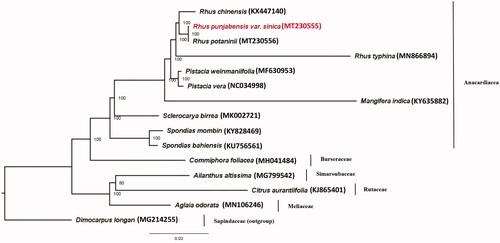 Figure 1. Phylogenetic tree of Rhus punjabensis var. sinica and fourteen species in order Sapindales using maximum likelihood (ML) analyses based on complete chloroplast genome sequences. The numbers at nodes of phylogenetic tree show the bootstrap support values.