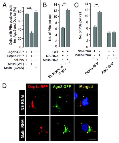 Figure 3. Malin regulates the recruitment of Dcp1a to the PBs. (A) Bar diagram showing frequency of cells having PBs that are positive both for Dcp1a and Ago2 when they were coexpressed with the wild-type malin or its mutant C26S, as indicated (***, p < 0.0005; t-test; n = 3). (B) A bar diagram showing the number of endogenous Dcp1a-positive PBs observed per cell when the cells were transfected with the RNAi construct to knockdown malin, or with the non-silencing RNAi (NS-RNAi) construct, as indicated (***, p < 0.0005; t-test; n = 3). (C) Bar diagram showing number of Dcp1a-, or Ago2-positive PBs observed per cell when Dcp1a or Ago2 was transiently expressed with the knockdown construct for, malin or the non-silencing control RNAi (NS-RNAi) construct, as indicated (***, p < 0.0005; t-test; n = 3). (D) Representative images showing the Dcp1a- or Ago2-positive PBs in HeLa cells transfected with the malin and non-silencing RNAi (NS-RNAi) constructs as indicated. Scale bar, 10 μM.