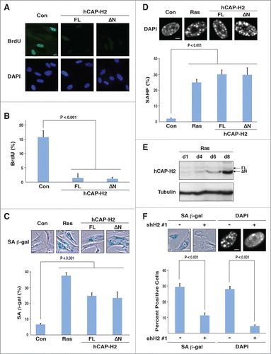 Figure 4. hCAP-H2 facilitates cellular senescence. (A and B) IMR90 cells were infected with retroviruses encoding the full-length hCAP-H2 or ΔN variant, or a control virus without encoding these proteins. BrdU incorporation and visualization were performed 8 days after the infection (A). Scale bar indicates 10 µm. Percentages of IMR90 cells showing BrdU staining were scored 8 days after retrovirus infection (B). (C and D) IMR90 cells were infected by retroviruses encoding the H-RasV12, full-length hCAP-H2, or ΔN variant, or a control virus, and subjected to SA-β-gal staining 8 days after the infection (C). Infected cells were stained by DAPI to assess SAHF formation (D). Scale bars in panels C and D indicate 50 µm and 5 µm, respectively. (E) hCAP-H2 levels were monitored from day 1 (d1) to day 8 (d8), after IMR90 cells were infected with a retrovirus encoding H-RasV12. Tubulin serves as a loading control. (F) IMR90 cells were infected with a retrovirus encoding H-RasV12 as well as a lentivirus encoding shRNA against NCAPH2 mRNA (shH2#1), and assessed for SA-β-gal activity and SAHF formation 8 days after the infection. Scale bars indicate 50 (left) and 5 µm (right).