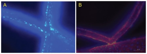 Figure 8 Fluorescent images of cultured cells on the scaffold. (A) DAPI-labeled nuclei and (B) labeled skeletons and nucleus.