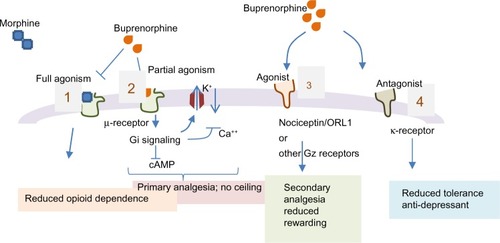 Figure 2 Implications of buprenorphine interactions with opioid receptors. Buprenorphine is a partial and potent agonist of μ-opioid receptor.