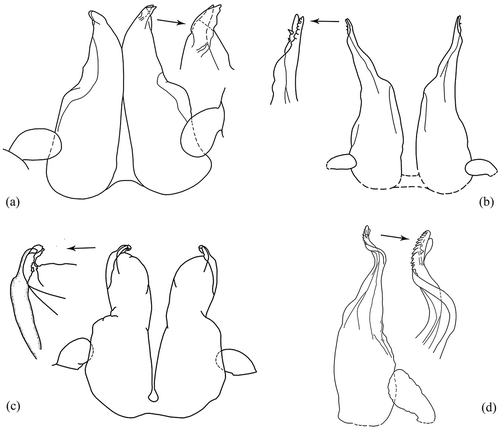 Figure 5. (a) Spelaeoniscus lagrecai Caruso, Citation1973, exopodites and endopodites of the first male pleopods (from Caruso Citation1973); (b) Spelaeoniscus costai Caruso & Lombardo, Citation1976, exopodites and endopodites of the first male pleopods (from Caruso & Lombardo Citation1976); (c) Spelaeoniscus vandeli Caruso, Citation1976, exopodites and endopodites of the first male pleopods (from Caruso Citation1976); (d) Spelaeoniscus ragonesei Caruso & Lombardo, 1977, exopodite and endopodite of the first male pleopods (from Caruso & Lombardo Citation1977b; permission to publish granted by Caruso and Lombardo).