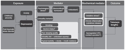 Figure 1 Schematic model of pathways linking depression and telomere shortening.